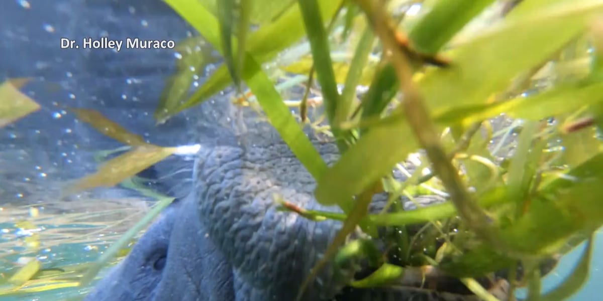Manatees confirmed mating in Mississippi waters for first time