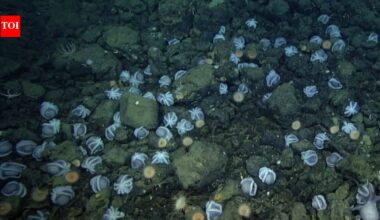 Scientists discovered an underwater city of 20,000 octopus nests deep inside California coast; largest known nursery on the planet