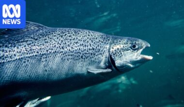 Animal welfare claim launched against Tasmanian salmon industry by Animals Australia