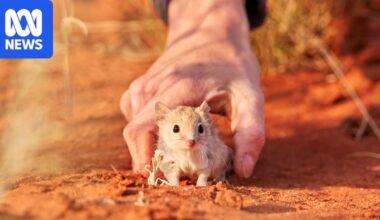 'Exciting' signs of survival as quolls and bandicoots reintroduced to outback