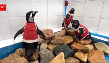 As El Niño intensifies, scientists in Chile are making a vulnerable penguin species wear copper vests to help them heal faster