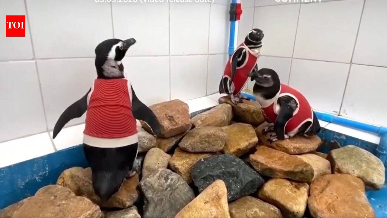 As El Niño intensifies, scientists in Chile are making a vulnerable penguin species wear copper vests to help them heal faster