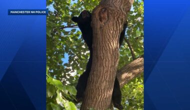 Officials rescue bear from tree in Manchester, NH
