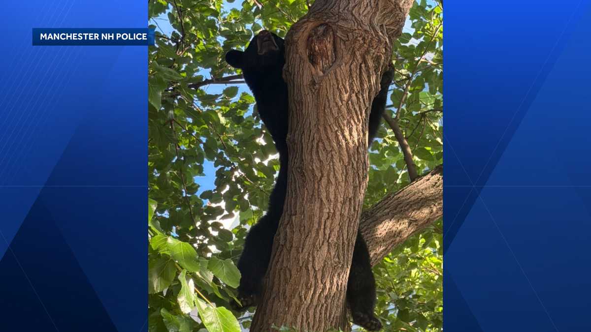 Officials rescue bear from tree in Manchester, NH