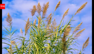 In the 1820s, giant reed reached California for erosion control; two centuries later it crowds out native plants and has doubled or tripled wildfire fuel in parts of Southern California