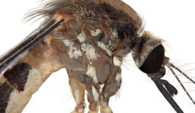 The US has a new species of mosquito - but little is known about it