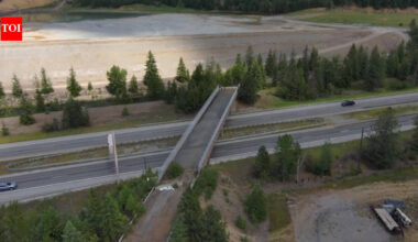 An Idaho bridge sat unused for 56 years after mining cut off its road; in 2025, it reopened for wildlife, where nearly 75 animals had been struck within two miles in a decade