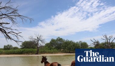 Texas reports first equine infection of New World screwworm on ranch horse | Texas