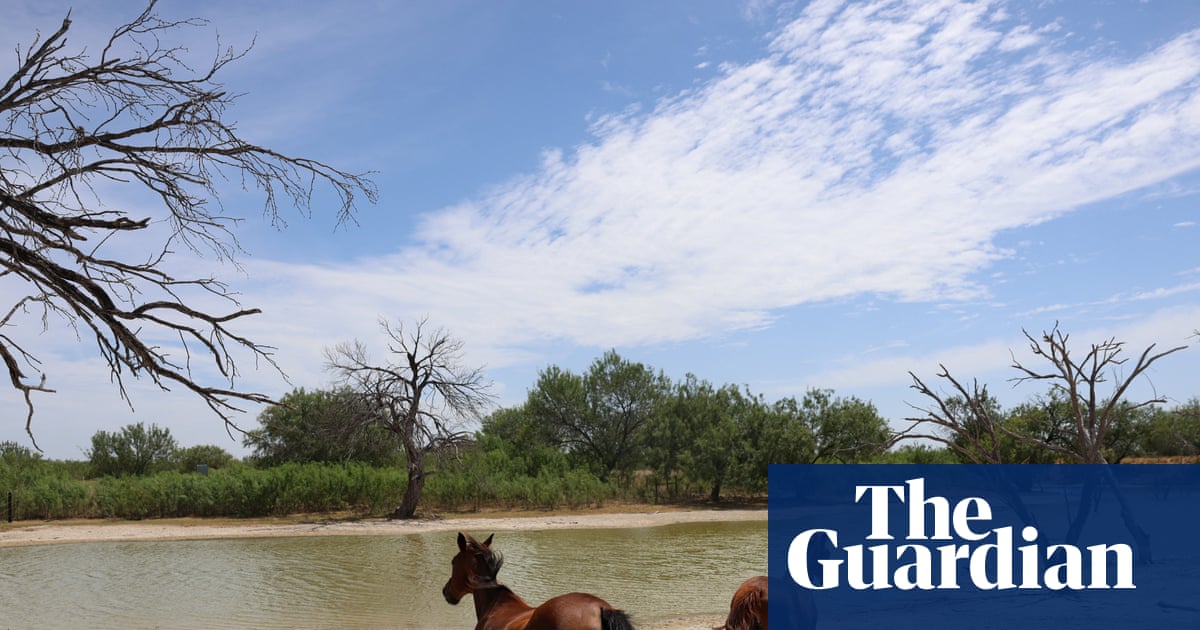 Texas reports first equine infection of New World screwworm on ranch horse | Texas