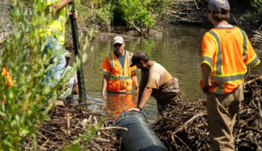 UDOT tries a new approach to address its beaver problem in Logan Canyon