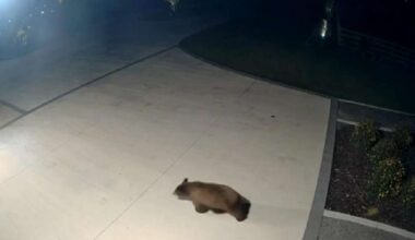 Have You Seen This? Bear raids Mapleton trash bin, home for early morning breakfast