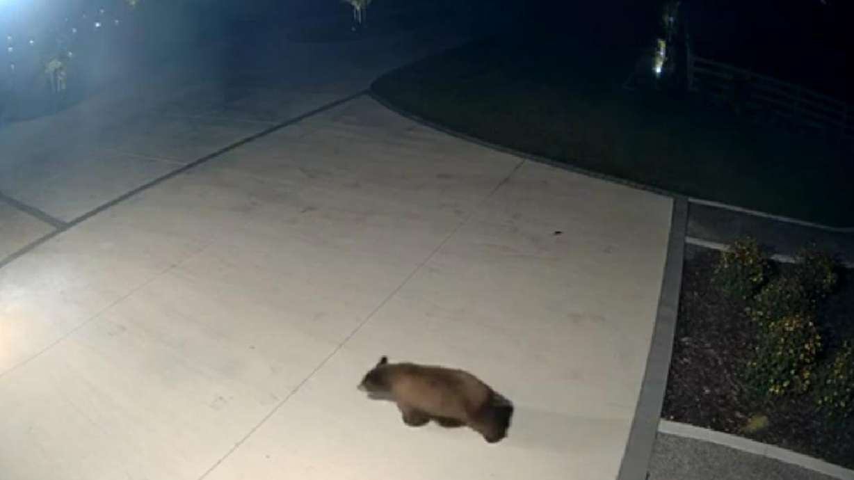 Have You Seen This? Bear raids Mapleton trash bin, home for early morning breakfast