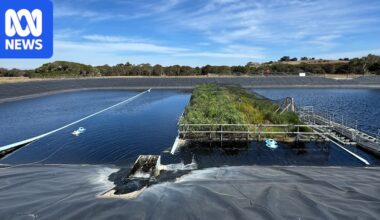 World-first trial on Phillip Island discovers floating wetlands can cut emissions