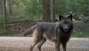 Trump’s removal of wolf protections would change little in the Pacific Northwest