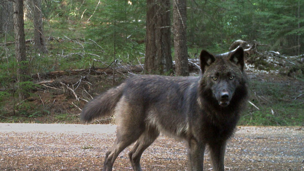Trump’s removal of wolf protections would change little in the Pacific Northwest