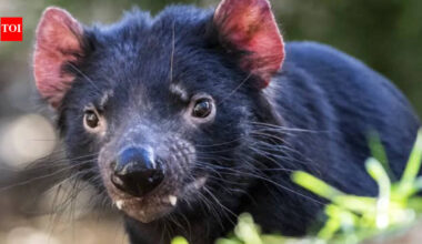 In 2012, Tasmania moved 15 devils to Maria Island to protect the species from facial-tumour disease; after 28 were released by 2013, a 3,000-pair penguin colony disappeared