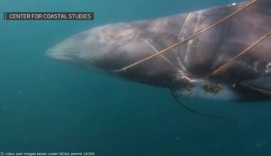 Watch Cape Cod whale rope entanglement rescue video – NBC Boston