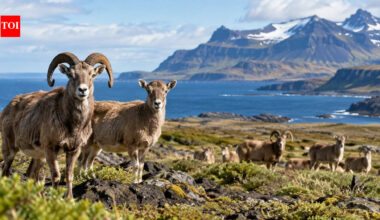In 1957, officials released one male and one female wild sheep on a remote Kerguelen island; 46 years later, their isolated population had higher genetic diversity | World News