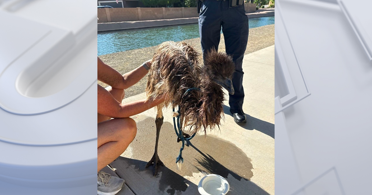 Soaking wet emu rescued from Gilbert canal