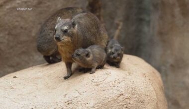 'Chaos potatoes' born at zoo weigh less than a pound but are related to elephants