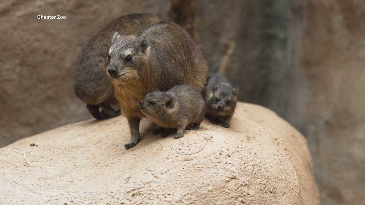 'Chaos potatoes' born at zoo weigh less than a pound but are related to elephants