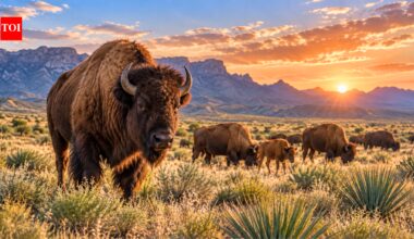 Mexico brought bison back to the Chihuahuan Desert after they were hunted to extinction 160 years ago; within months, they began restoring soil and the ecosystem |
