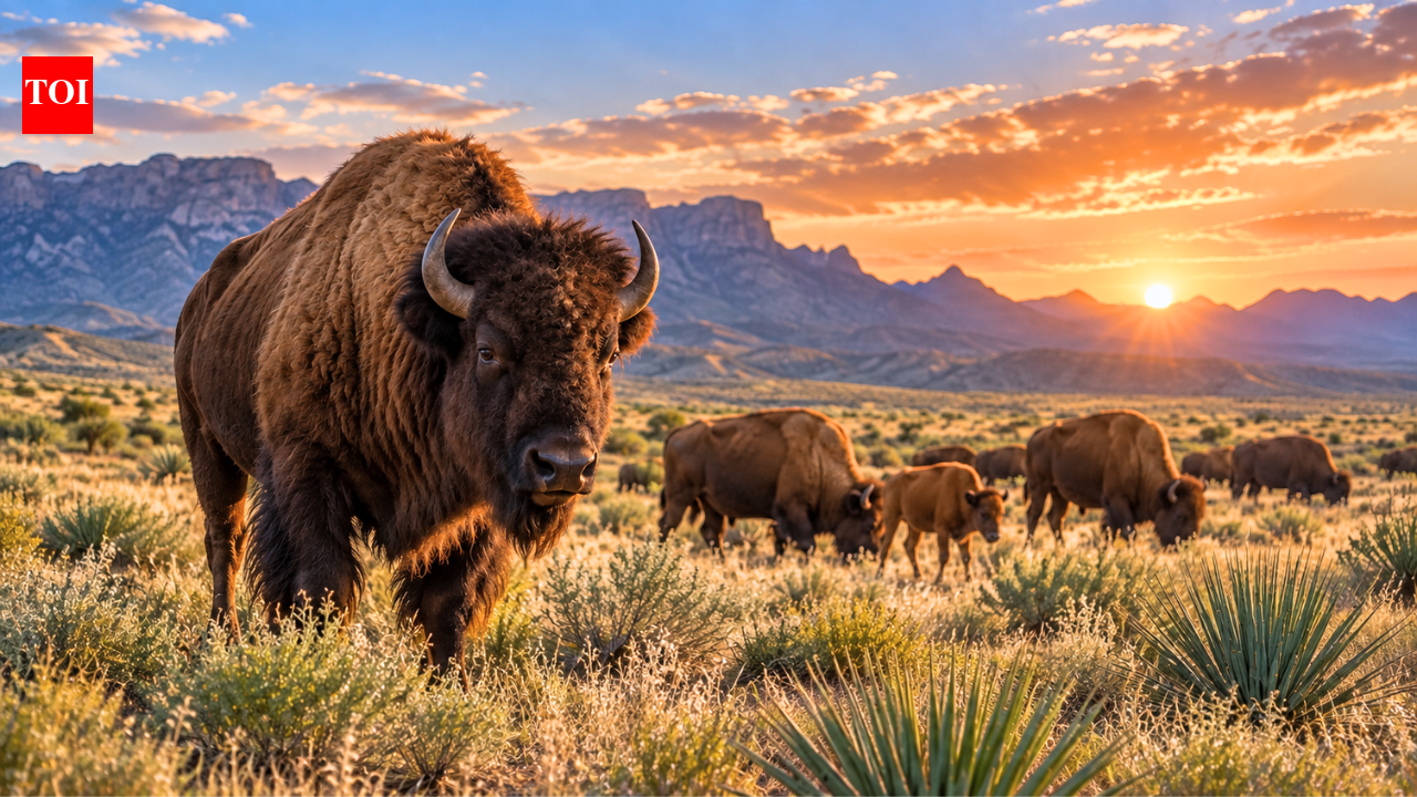 Mexico brought bison back to the Chihuahuan Desert after they were hunted to extinction 160 years ago; within months, they began restoring soil and the ecosystem |