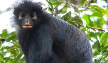 New Orange-Lipped Monkey Found In Congo