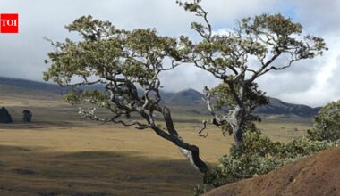 Scientists planted 150,650 native koa trees on Hawaii’s abandoned pasture, but 20 years later endangered birds were moving into the young forest﻿ | World News