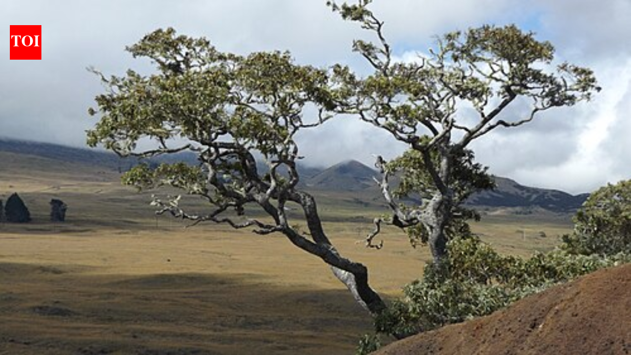 Scientists planted 150,650 native koa trees on Hawaii’s abandoned pasture, but 20 years later endangered birds were moving into the young forest﻿ | World News