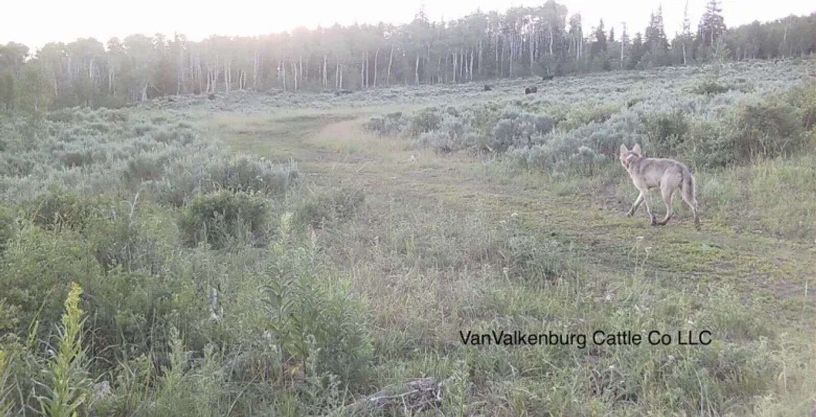 A member of the One Ear wolf pack sizes up cattle on Adam VanValkenburg's ranch in Jackson County. VanValkenburg has been dealing with One Ear Pack wolves in his cattle since before Colorado's wolf reintroduction started, when a breeding pair of wolves migrated into the area from Wyoming. He spends upward of 30 hours per week working with nonlethal tools to keep wolves away from his livestock. (Courtesy of Adam VanValkenburg)