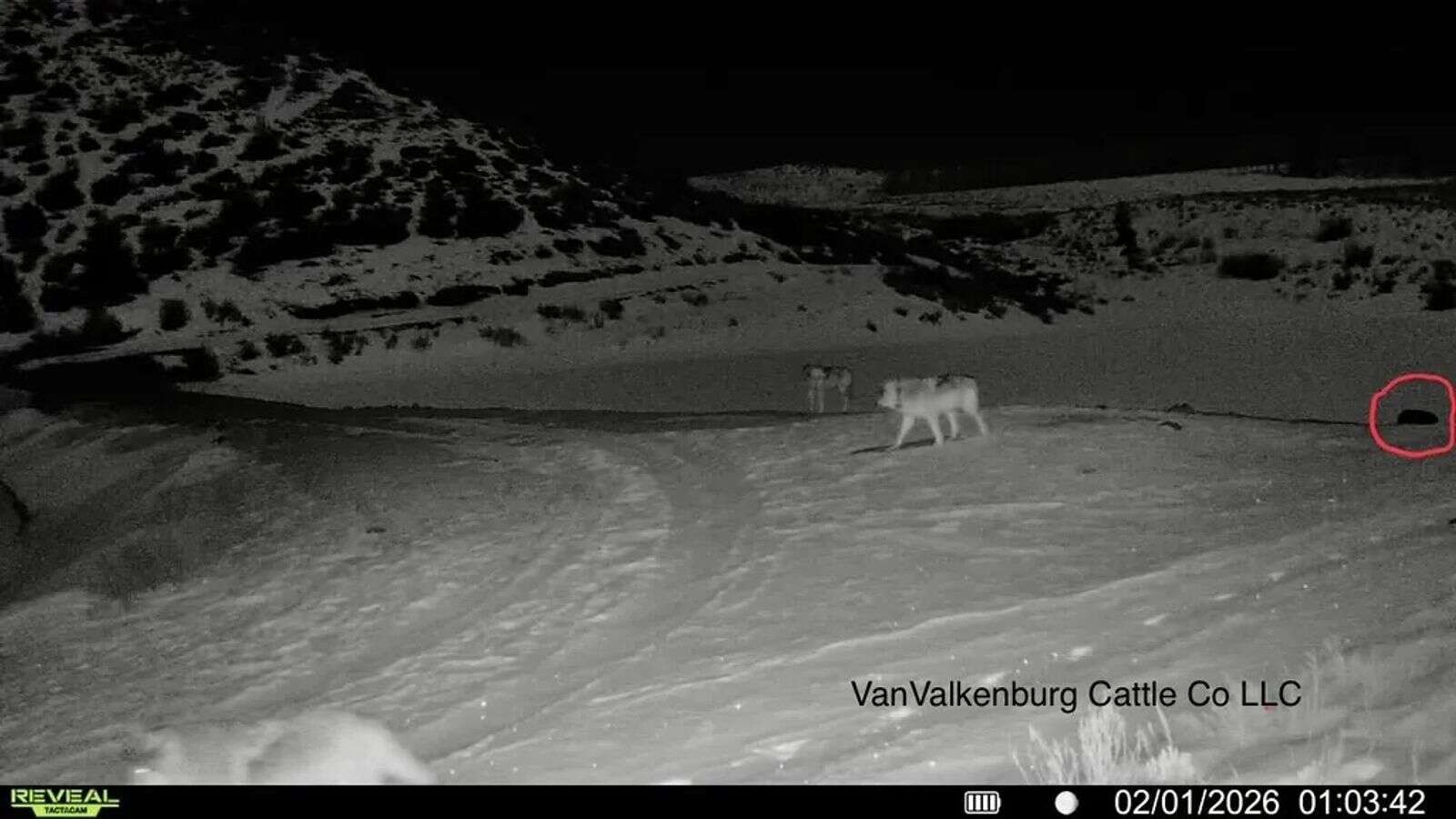 Members of the One Ear pack are captured on Adam VanValkenburg’s game camera in February of 2026. The Jackson County rancher and his neighbors have been dealing with wolves in the pack’s lineage since 2020, he said. (Courtesy of Adam VanValkenburg)