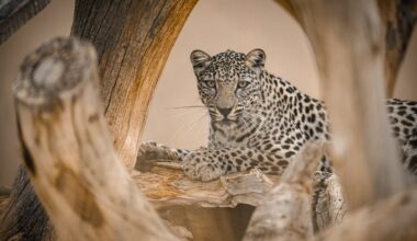 National Zoo breaks ground on Arabian leopard exhibit – NBC4 Washington
