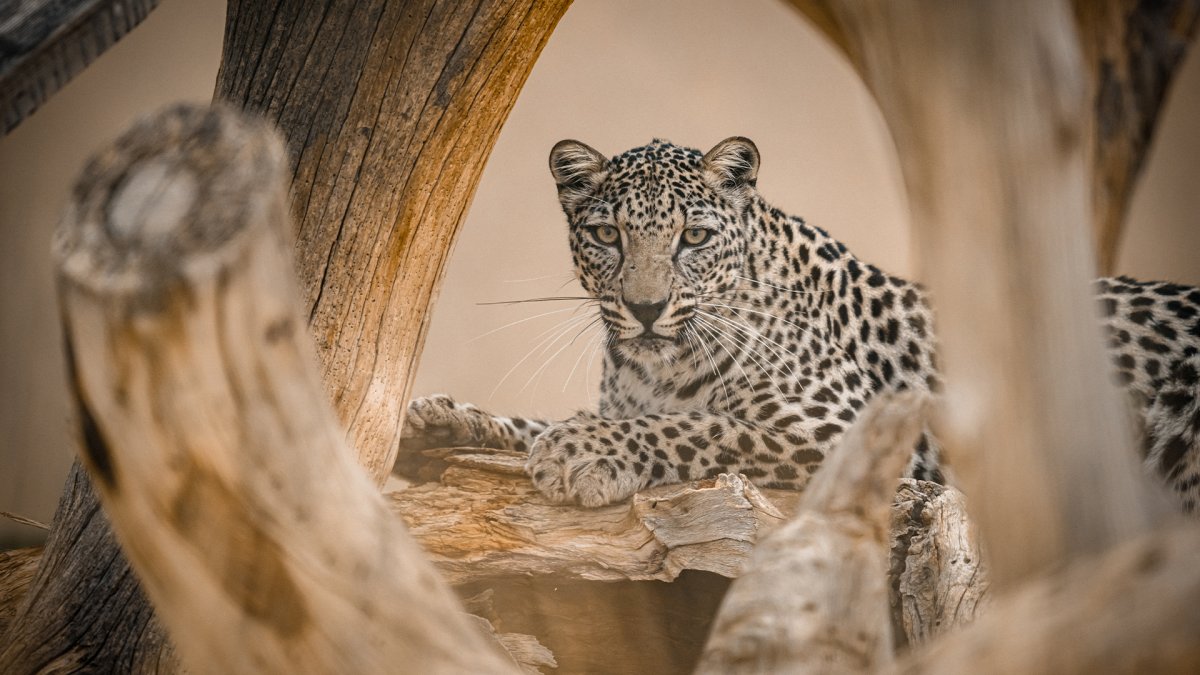 National Zoo breaks ground on Arabian leopard exhibit – NBC4 Washington