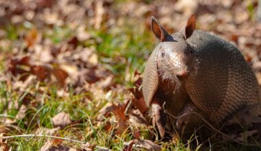 Why Armadillos Are Suddenly Showing Up in New States