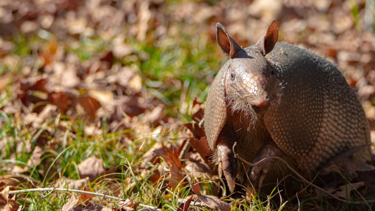 Why Armadillos Are Suddenly Showing Up in New States