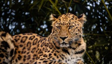 Topeka Zoo welcomes home Amur leopard from Toledo Zoo