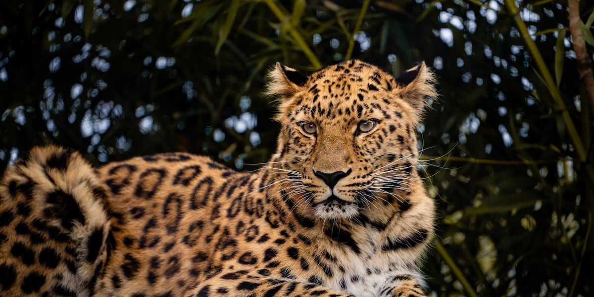 Topeka Zoo welcomes home Amur leopard from Toledo Zoo