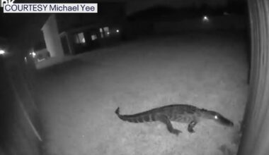 Security camera alerts homeowners to 8-foot alligator in Parrish: 'It was pretty fun'