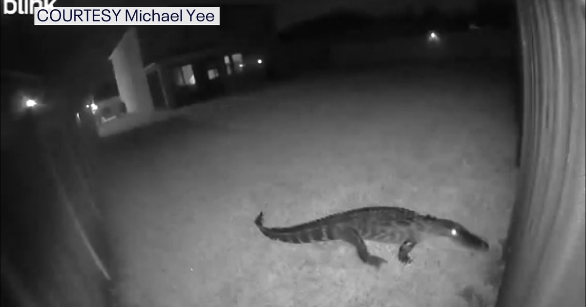 Security camera alerts homeowners to 8-foot alligator in Parrish: 'It was pretty fun'