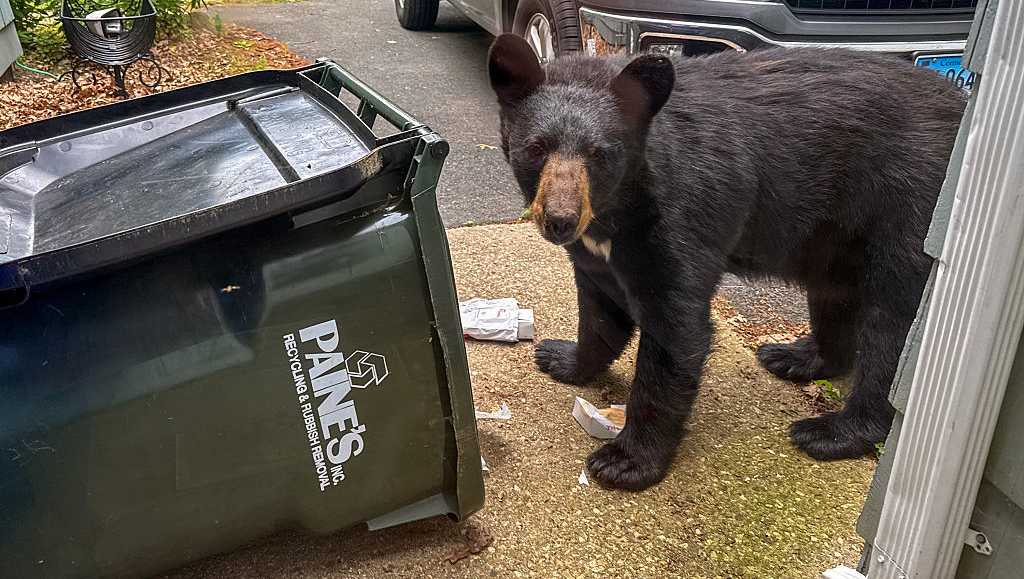 Why black bear sightings are increasing across the U.S. this year