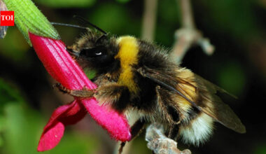 Ann Hammond spent years restoring her 12-acre Iowa property with native habitat; years later, a federally endangered bumblebee appeared among her flowers