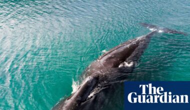 Trump officials move to dismantle key protection for US endangered species | Trump administration