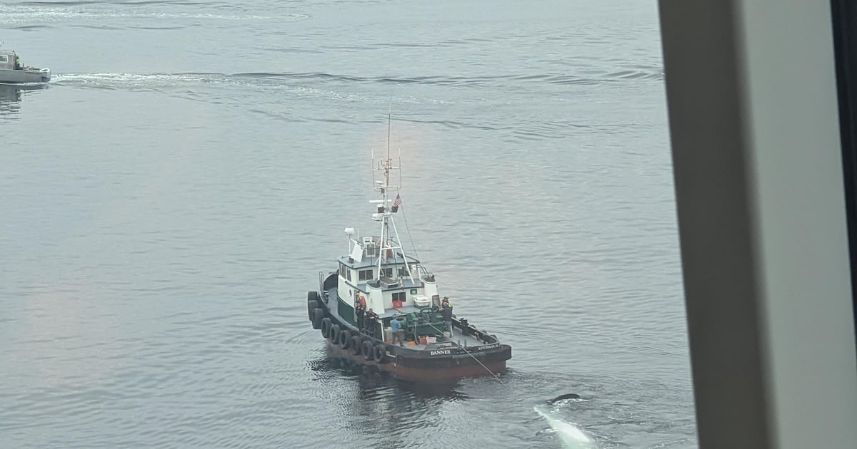 Dead fin whale found on cruise ship’s bow in Sitka