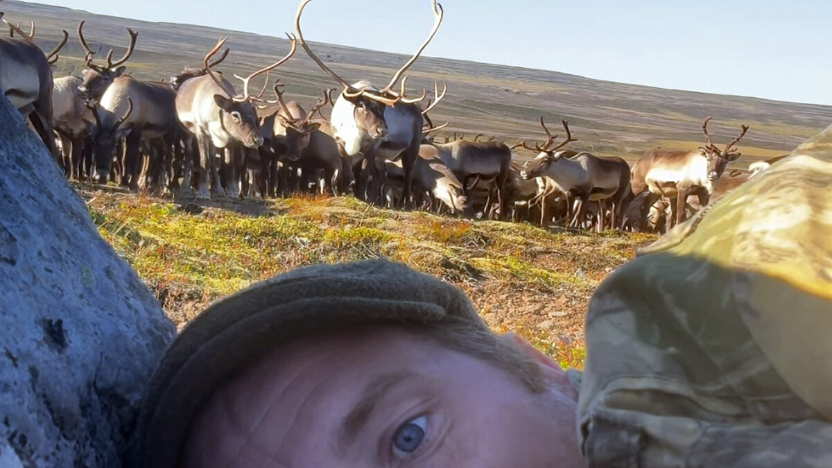 Photographer Hides Behind A Rock As 400 Wild Reindeer Come Running Toward Him