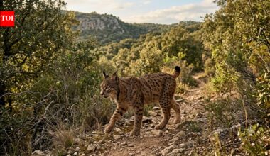 Iberian lynx fell to just 62 mature animals in 2001; conservation has helped push its population above 2,000 |