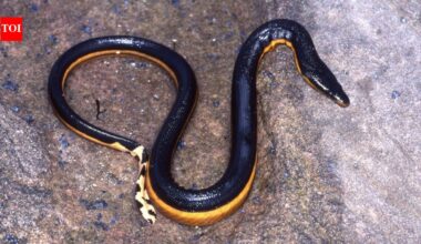 Yellow-bellied venomous sea snake returns to California beach after 8 years; rare reappearance after 2018 gives scientists clues about the species’ changing Pacific range
