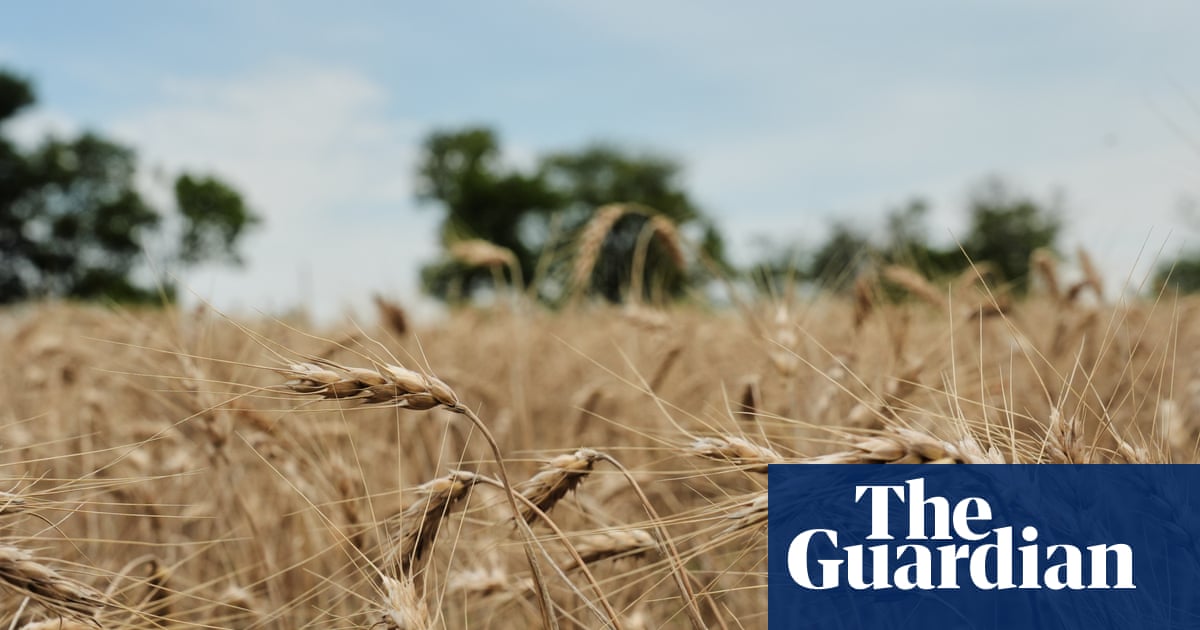 US wheat farmers navigate uncertainty amid drought and geopolitical chaos | US economy