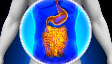Medical X Ray Scan Human Guts Digestive System Crop