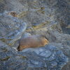 The first ever Fat Marmot Week ends on August 30, 2026.